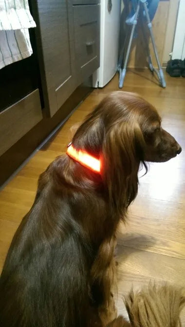 Collar LED YUDODO de Nylon para Perros y Gatos | Collar Luminoso Fluorescente de Seguridad Nocturna con Luz Intermitente
