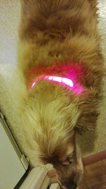 Collar LED YUDODO de Nylon para Perros y Gatos | Collar Luminoso Fluorescente de Seguridad Nocturna con Luz Intermitente