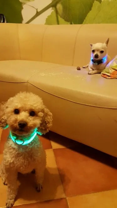 Collar LED YUDODO de Nylon para Perros y Gatos | Collar Luminoso Fluorescente de Seguridad Nocturna con Luz Intermitente